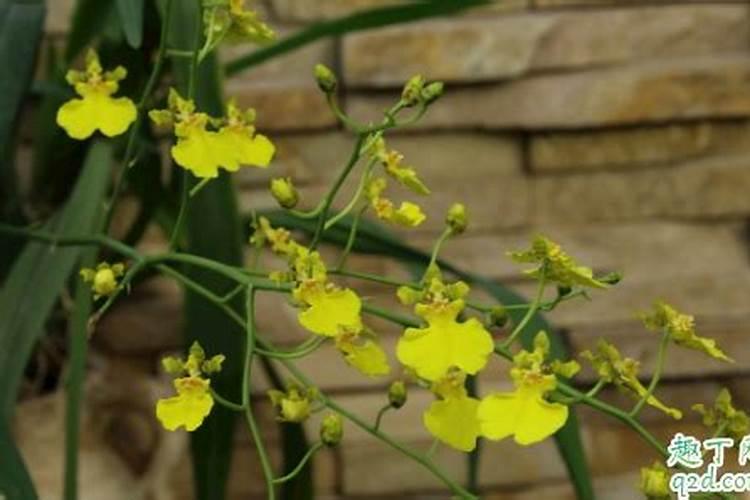 跳舞兰的养殖方法