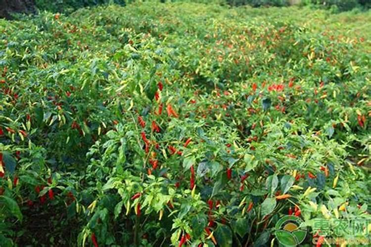 桂花树用什么肥好 花树生长会更好