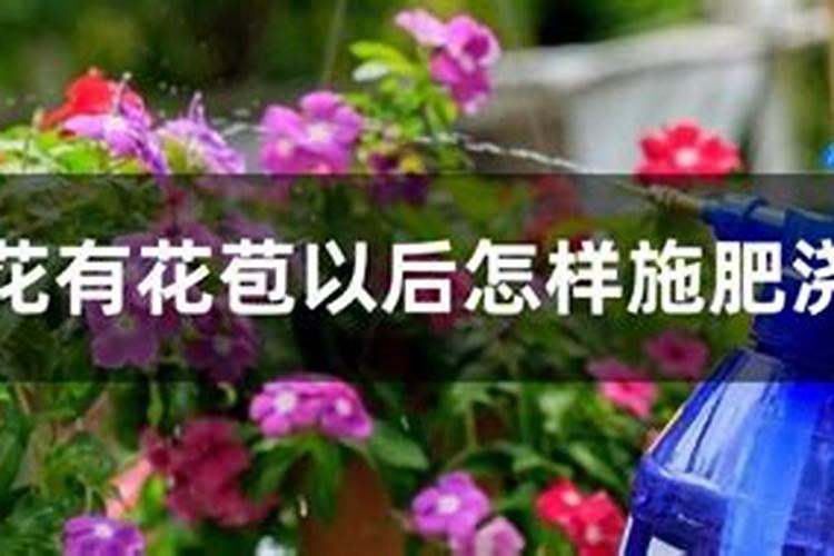 茶花打花苞施什么肥 施肥不能多