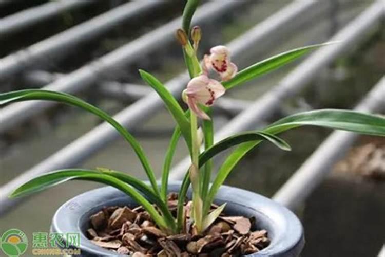 兰草花用什么肥料最好