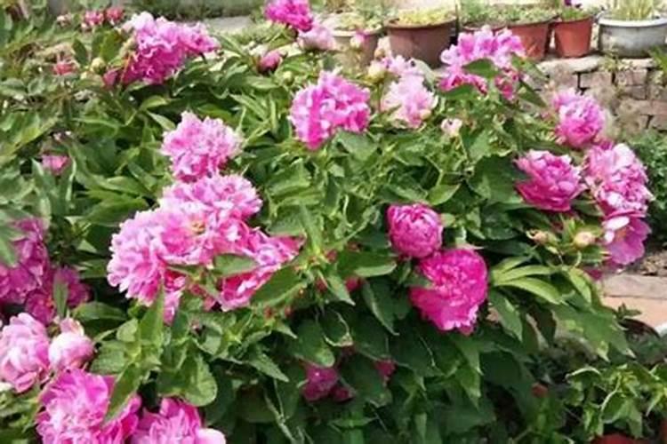 白芍怎么养才能更旺盛 白芍如何养才能更旺盛