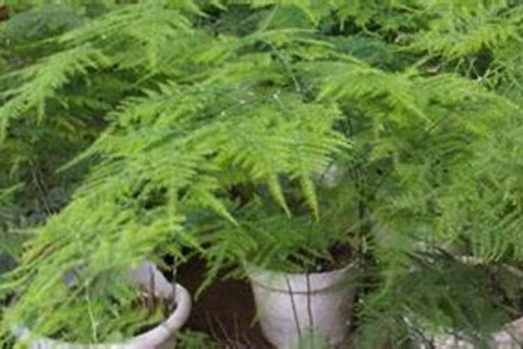 颗粒水溶肥和液体水溶肥哪个更好