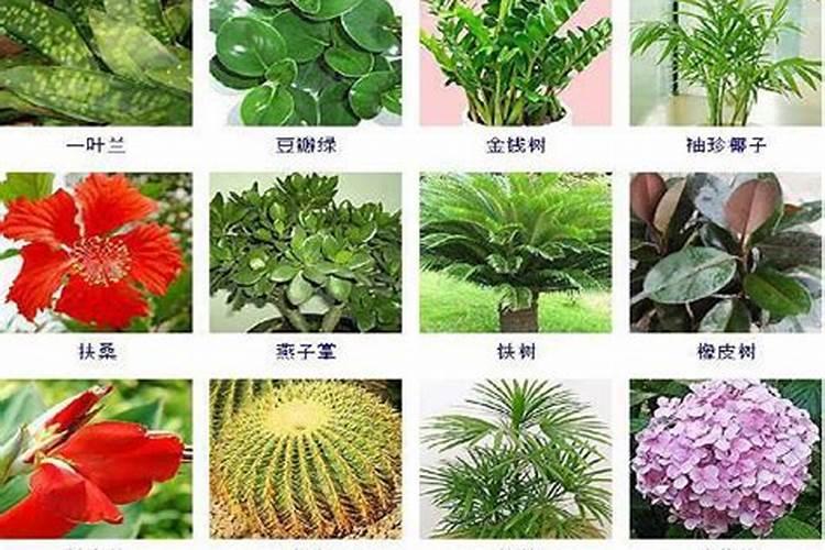 用于花卉的叶面肥配方有哪些
