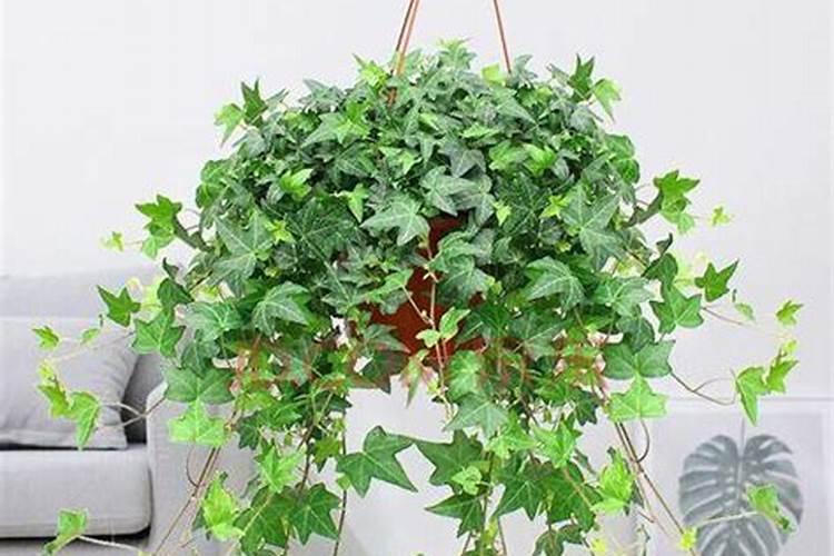 花卉叶面肥用什么好 花卉叶面肥浓度多少合适