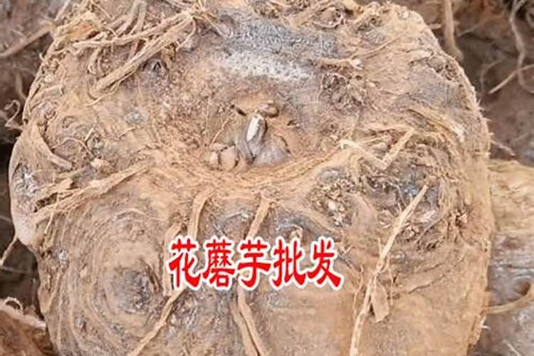 压枝和纤插苗哪个好