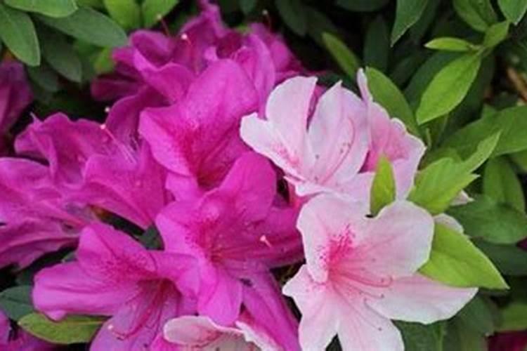 芍药怎么浇水