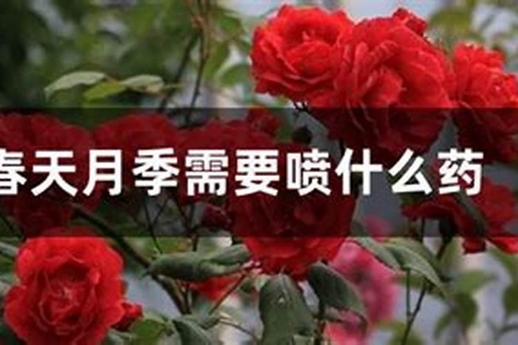 月季花可以用磷酸二氢钾肥吗(盆栽月季施什么肥最好)