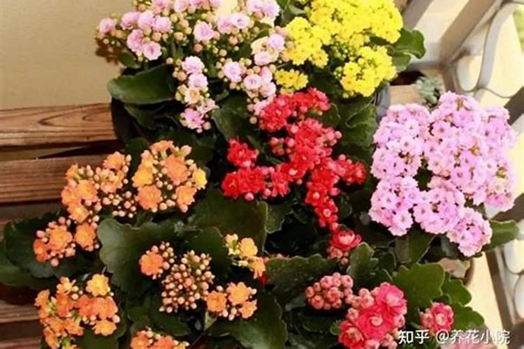长寿花喜欢什么肥料花卉百科