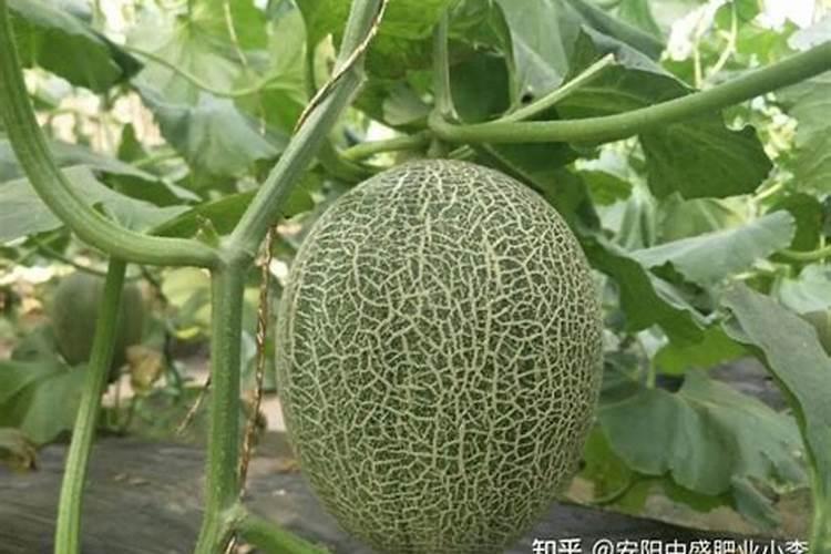 叶面肥氨基酸好还是腐植酸好
