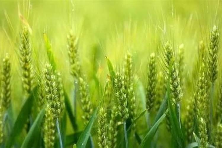 麦子各个阶段施什么肥料好施肥注意事项