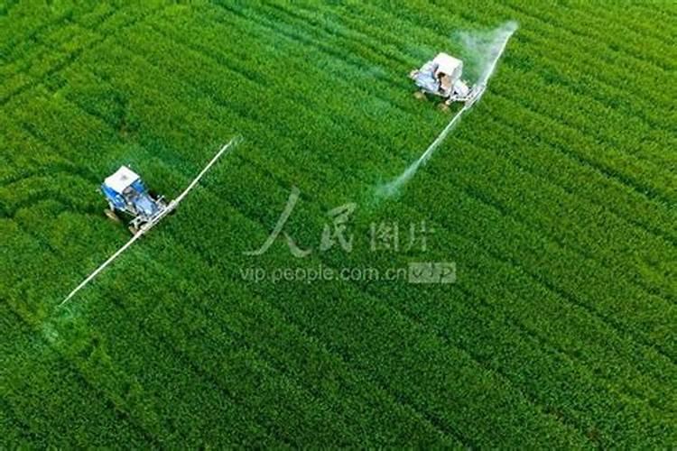 小麦已经抽穗进入灌浆期,这个时期还需要补充硼肥吗？为什么？百度...