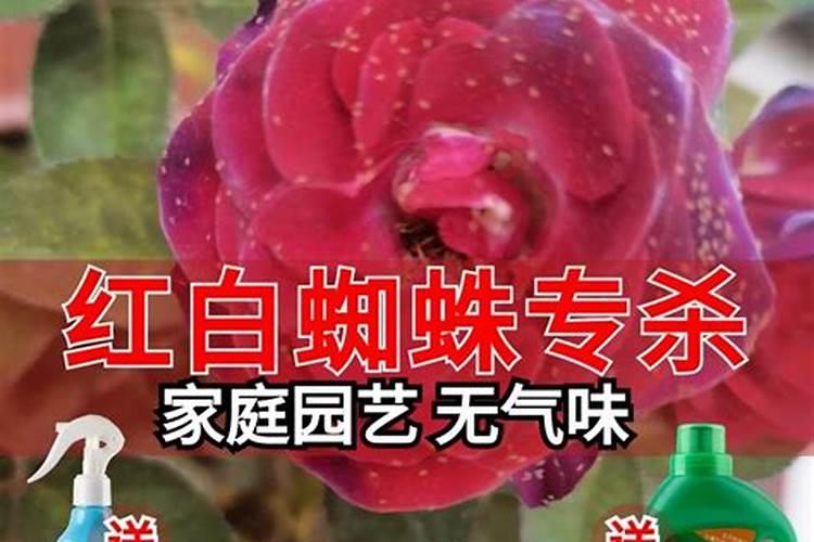 月季多久施肥一次