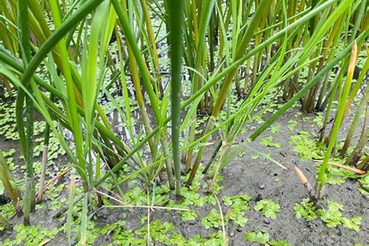 新移植的国槐叶子不茂盛怎么办？