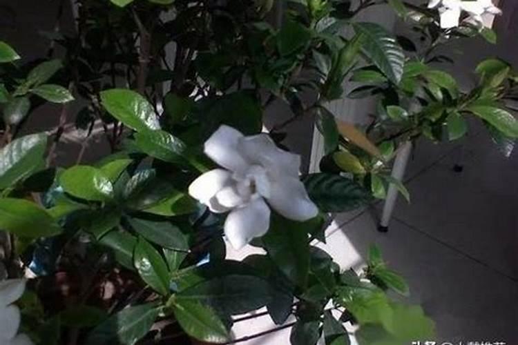 草莓蛋肥过高会导致瞎花吗？