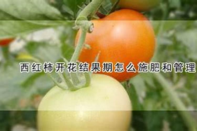 菜花怎样施肥,花长最大