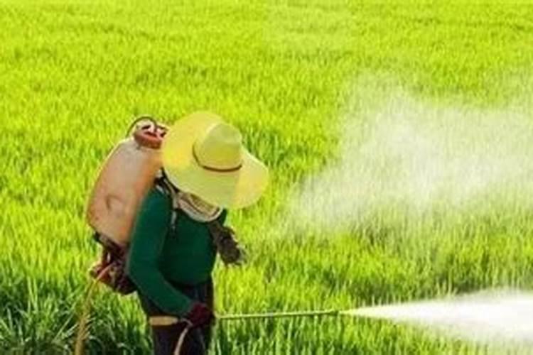 植物生长所需的养料主要从哪儿来