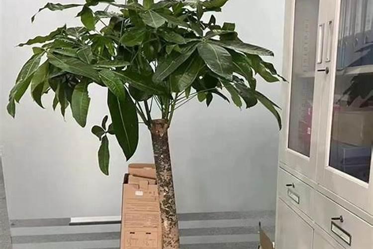 盆栽发财树施什么肥料最好