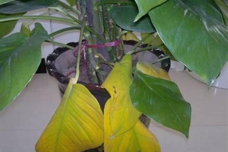 红江橙什么时候种植合适