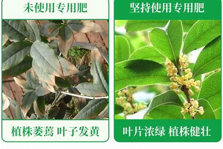 芒果的营养成分有哪些？