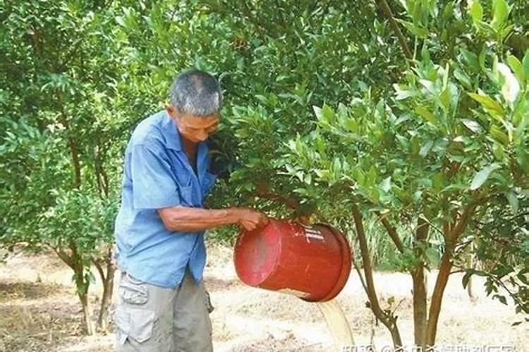 常用钾肥有哪些及使用方法