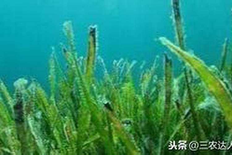 腐殖酸钠属于碱性还是酸性,一亩用量多少