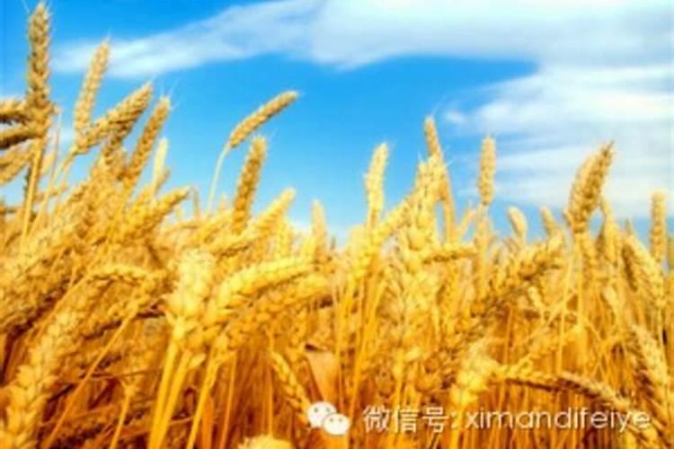 小麦追肥用什么肥料好