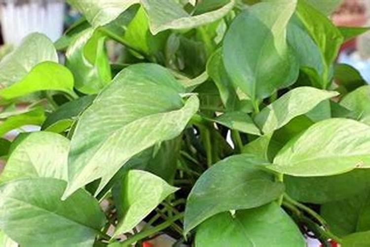 草坪专用肥哪种好