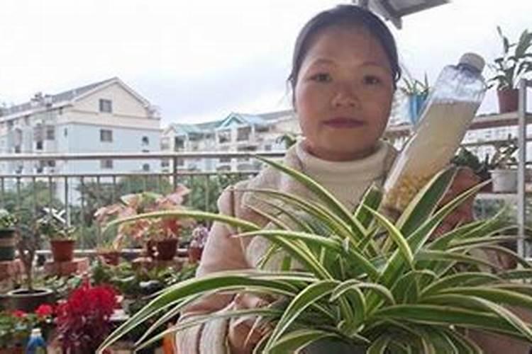 氮肥养花使用方法有什么？