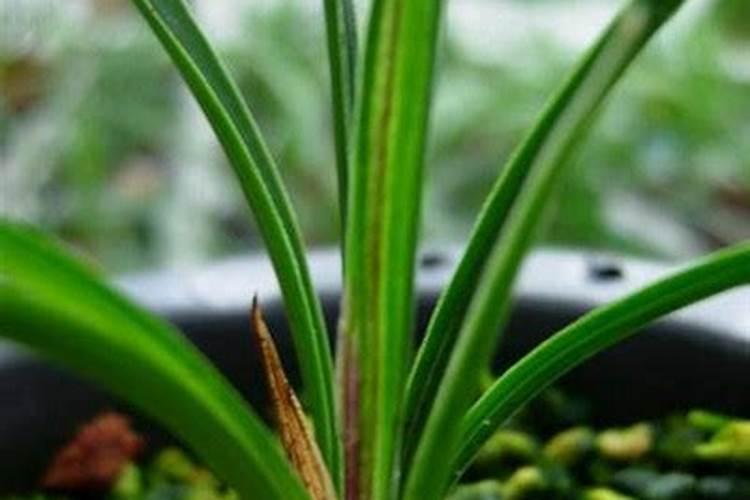 种植松树该施什么肥料？