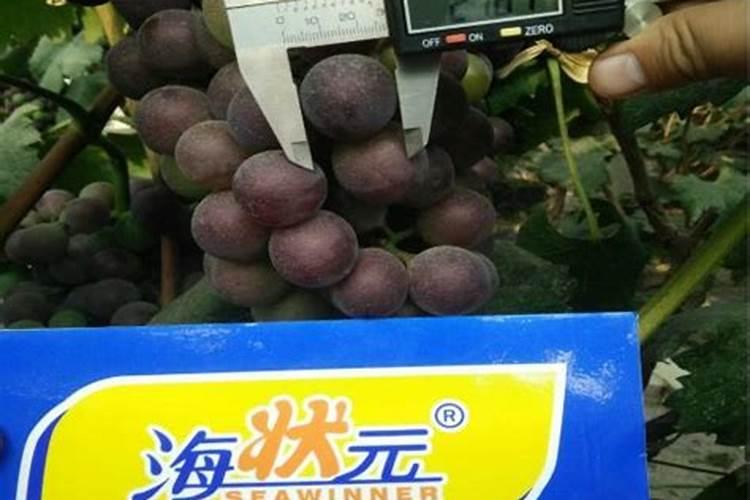 烟灰可以当花草肥料吗