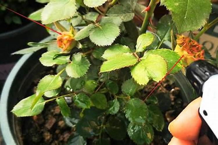 月季长花苞后怎么施肥