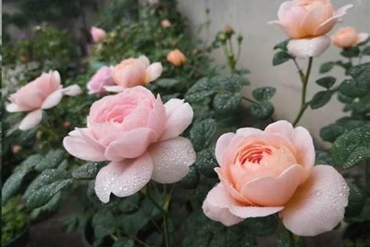 有哪些花需要磷肥