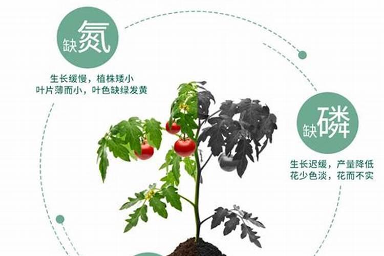 辣椒打什么药可以保花保果
