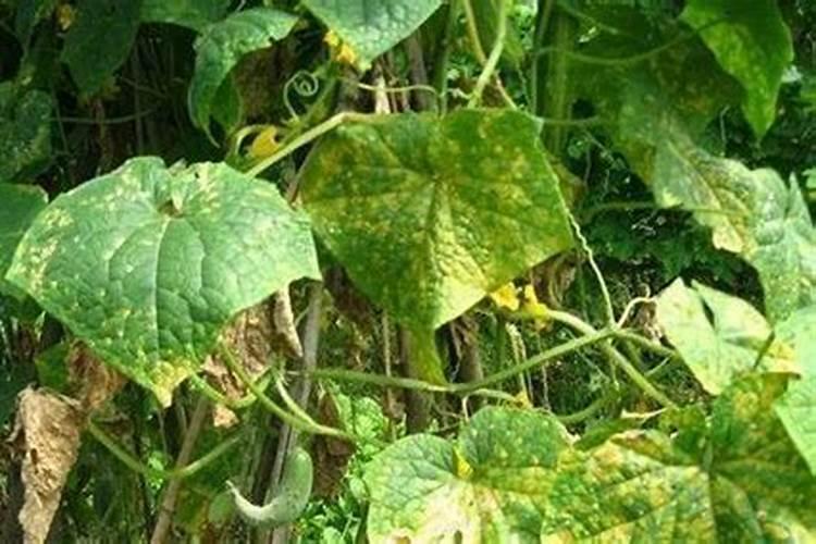 甲壳素腐植酸甲水容肥能用于大白菜吗？
