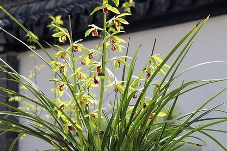 种玉米控释肥一定比复合肥好？别花“冤枉”钱,两者有哪些区别？