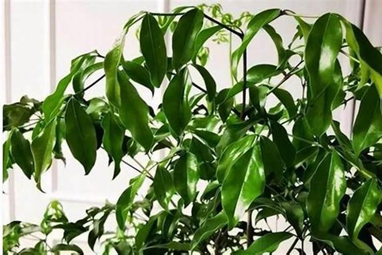 如何制作和使用幸福树花肥？