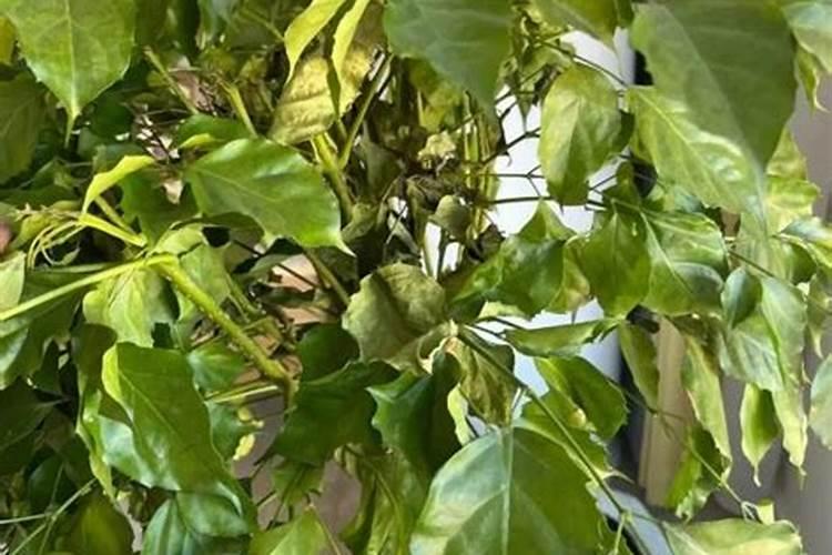 幸福树花肥制作与使用方法