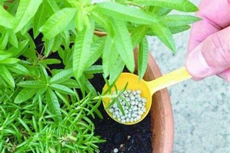 芒果树用什么肥料最好