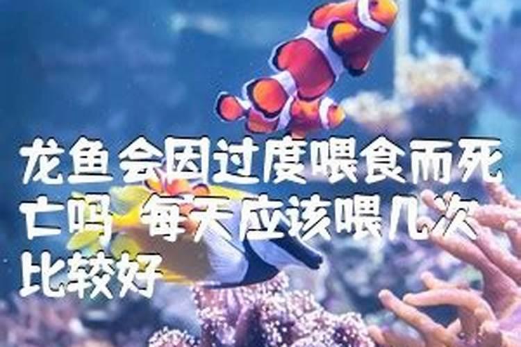 火龙果用什么肥料