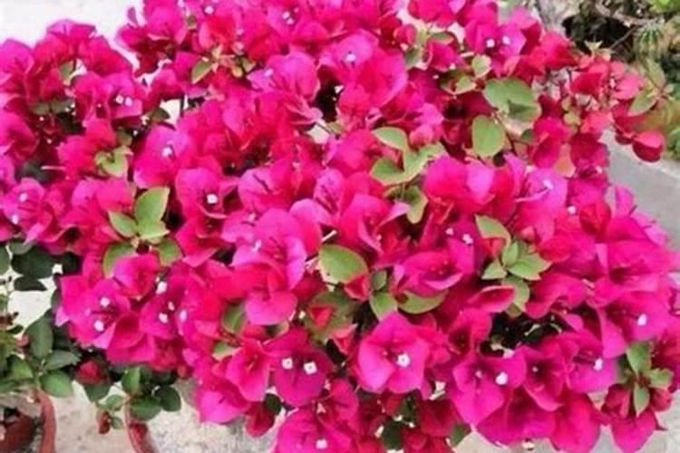 桂花喜欢什么肥料