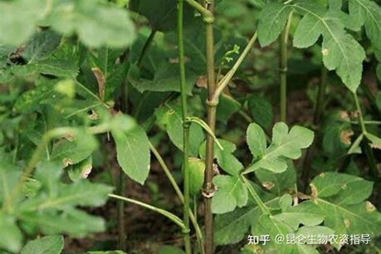 豆角播种几天发芽出土