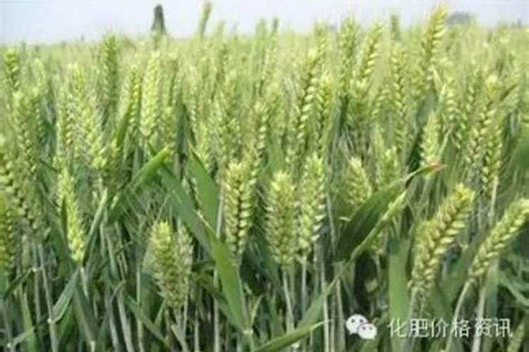 种一亩地的小麦,从旋地算起,需要多少钱的投入？