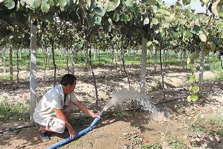 猕猴桃怎么过冬天