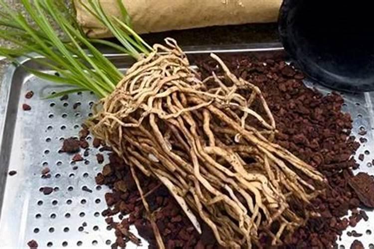 枯草芽孢杆菌在兰花种植多长时间施