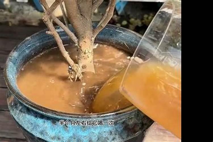 小辣椒用什么肥料最好