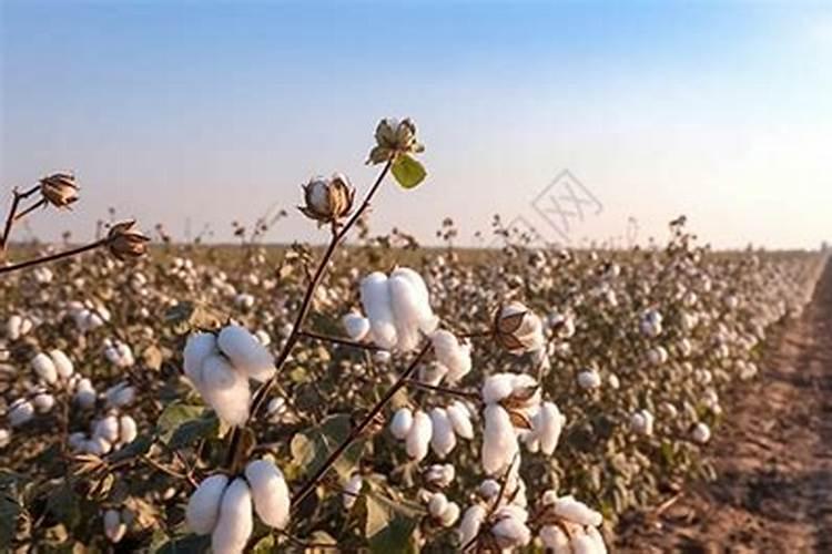 种棉花需要什么肥料
