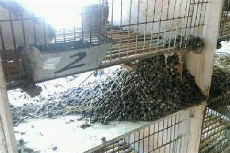 高钾肥有哪些？甜瓜在盛果期冲施高钾肥好不好？