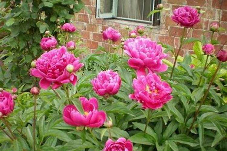 什么肥料对兰花发芽生根开花最好