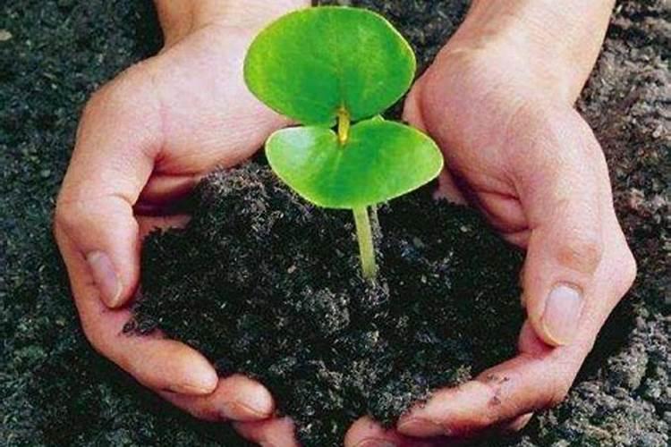 给花施肥在什么时候效果最好？给花浇啤酒好不好？请求专家指点