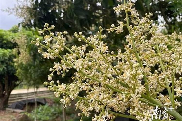 黄皮树什么时候催花